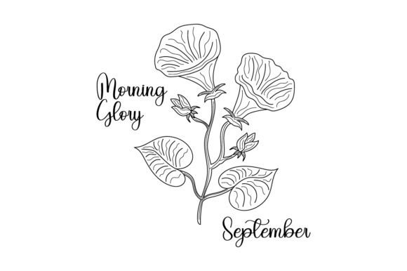 Birth Month Flowers: September Morning Glory Line Art